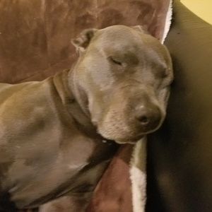 Meet your Posher, Duckman